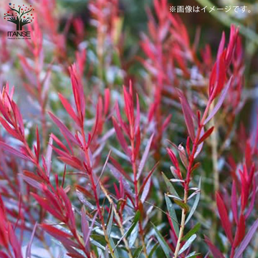 ITANSE メラレウカ・レッドジェム 庭木 庭園樹木・ハーブ 4.5号鉢 1個