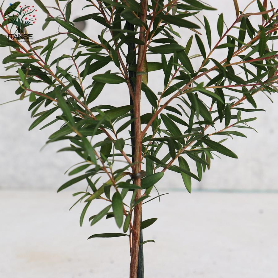 ITANSE レプトスペルマム・カッパーグロー 庭木 花木苗 1個売り 植木