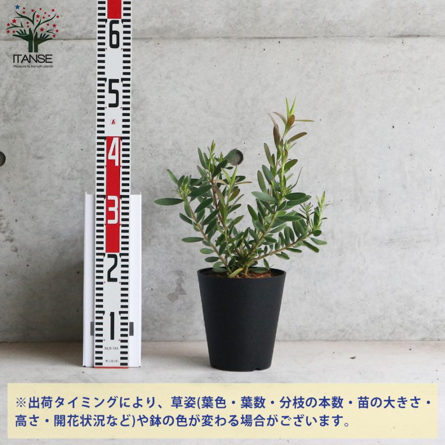 ITANSE リューカデンドロン サファリサンセット 庭木 花木苗 6号鉢 1個