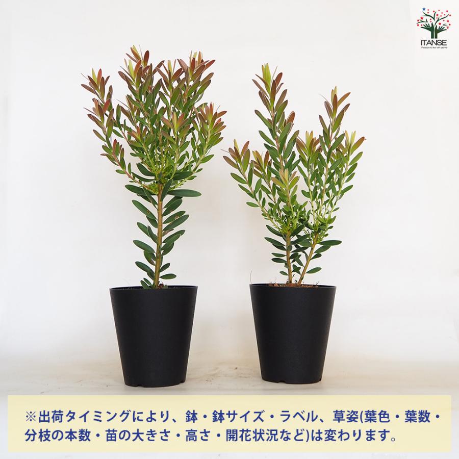 ITANSE リューカデンドロン サファリサンセット 庭木 花木苗 6号鉢 1個