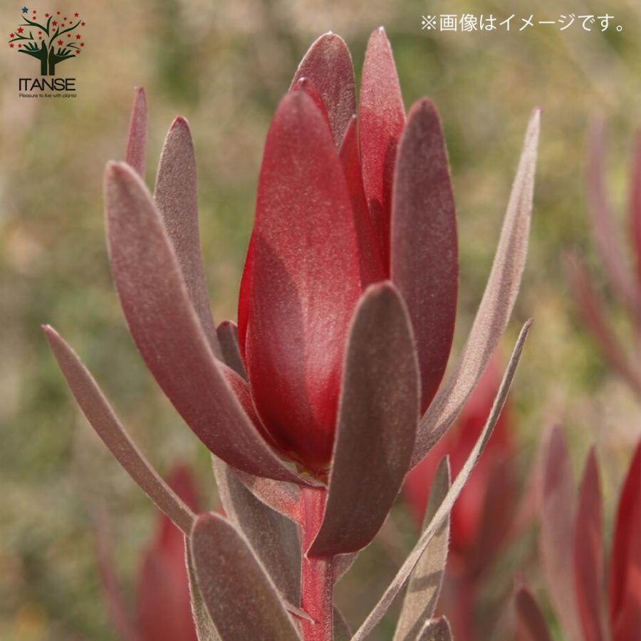 ITANSE リューカデンドロン サファリサンセット 庭木 花木苗 6号鉢 1個