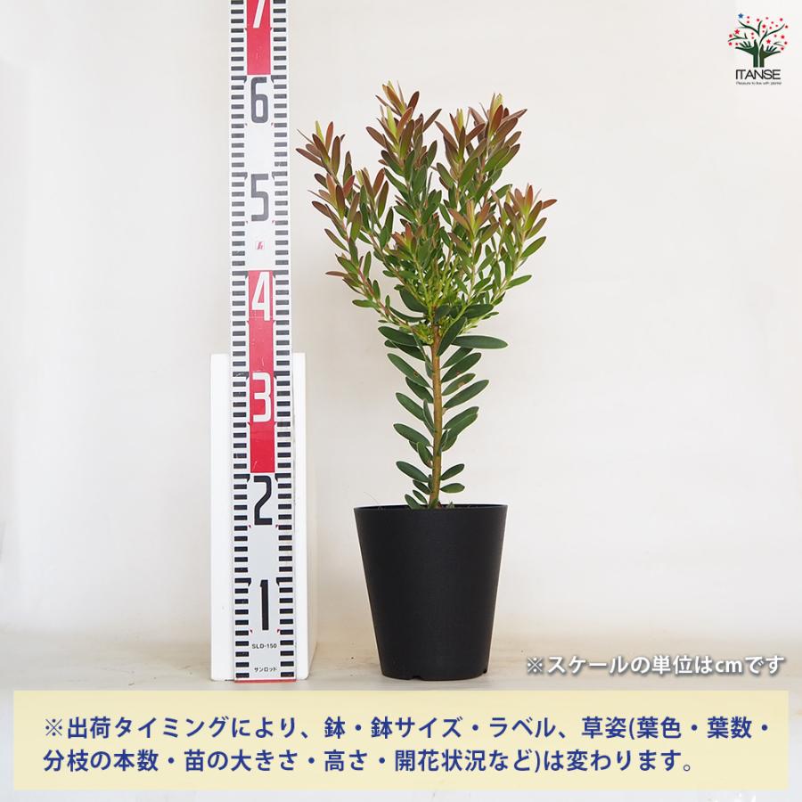 ITANSE リューカデンドロン サファリサンセット 庭木 花木苗 6号鉢 1個