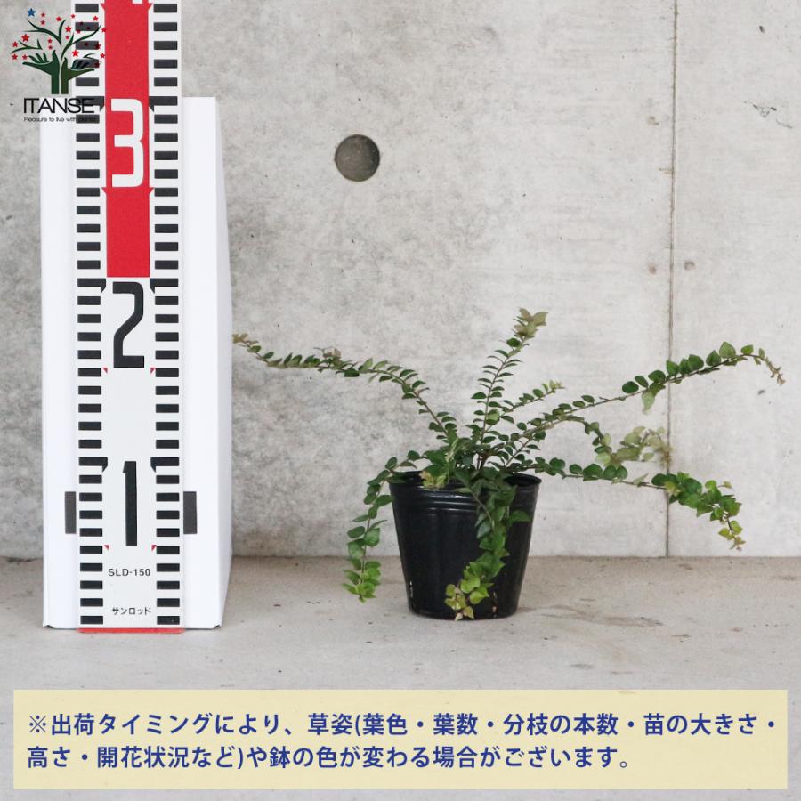 ITANSE ロニセラ・レッドチップ 庭木 花木苗 3号ポット苗 1個 ITANSE ロニセラ・レッドチップ 庭木 花木苗 3号ポット苗 1個