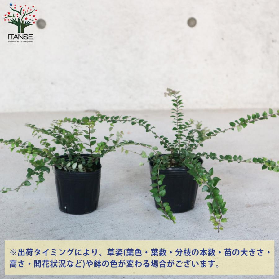 ITANSE ロニセラ・レッドチップ 庭木 花木苗 3号ポット苗 1個 ITANSE ロニセラ・レッドチップ 庭木 花木苗 3号ポット苗 1個