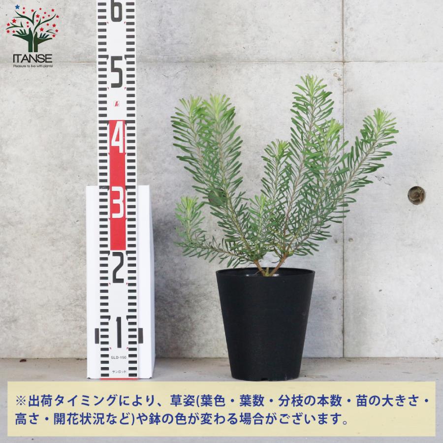 ITANSE リューカデンドロン・パープルヘイズ 庭木 花木苗 5号鉢 1個
