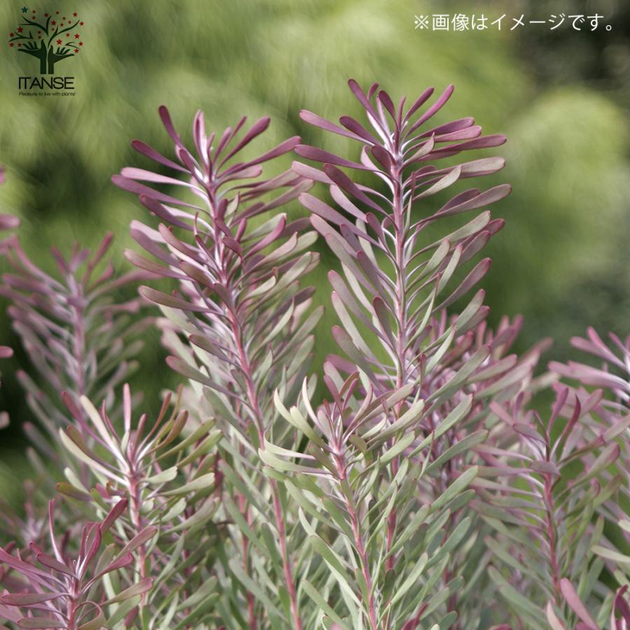 ITANSE リューカデンドロン・パープルヘイズ 庭木 花木苗 5号鉢 1個