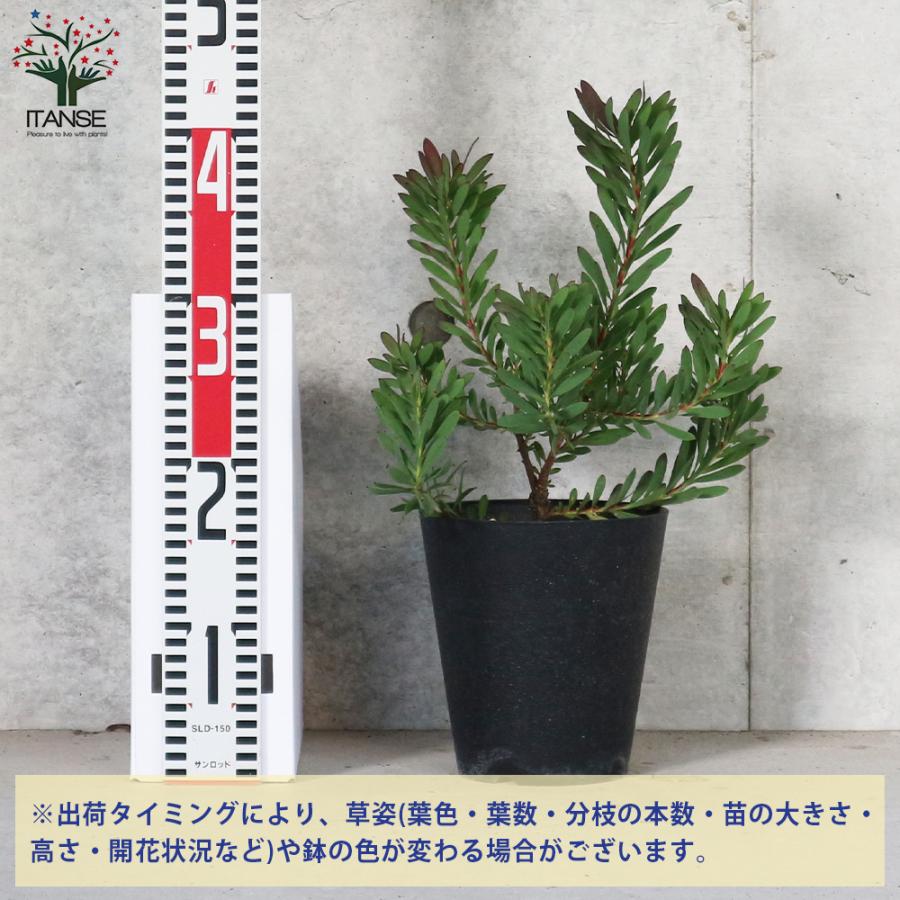 ITANSE リューカデンドロン・デビルズブラッシュ 庭木 花木苗 5号鉢 1