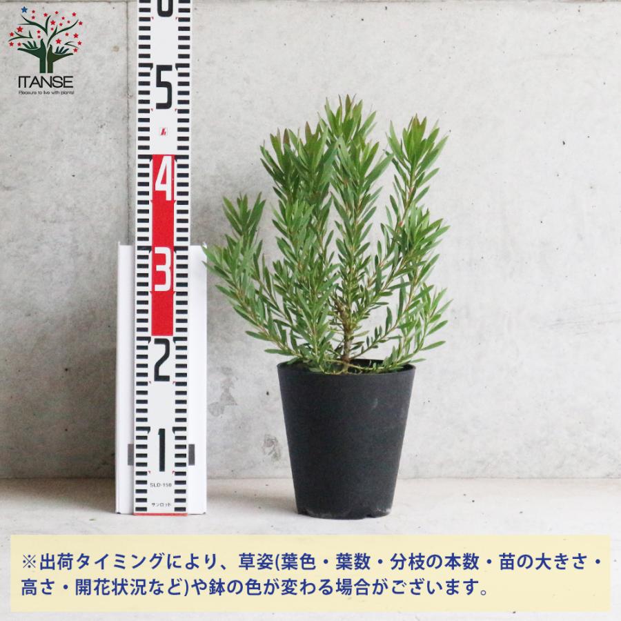 ITANSE リューカデンドロン・イエローデビル 庭木 花木苗 5号鉢 1個