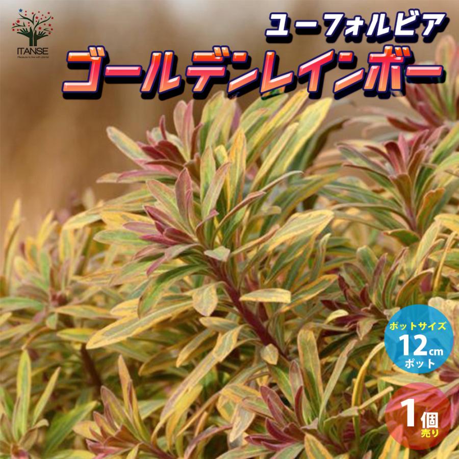 ユーフォルビア ゴールデンレインボー 花苗 12cmポット苗 1個売り 花の苗 イングリッシュガーデン フラワーガーデン 送料無料 Han006 野菜苗 植物 青果物販売のitanse 通販 Yahoo ショッピング
