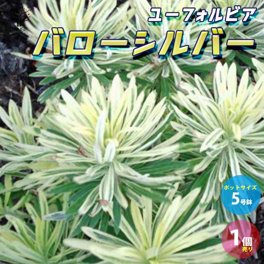 ユーフォルビア バローシルバー 花苗 5号ポット大苗 1個売り 花の苗 イングリッシュガーデン フラワーガーデン 送料無料 Han 野菜苗 植物 青果物販売のitanse 通販 Yahoo ショッピング