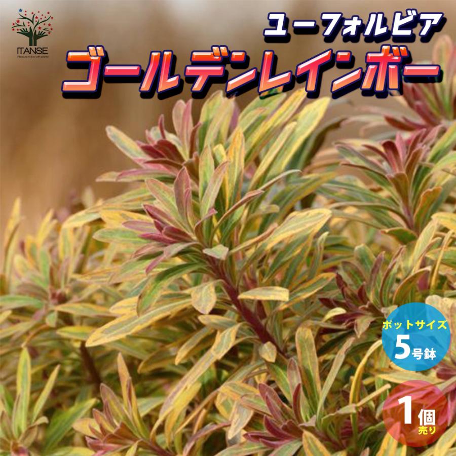 ユーフォルビア ゴールデンレインボー 花苗 5号ポット大苗 1個売り 花の苗 イングリッシュガーデン フラワーガーデン 送料無料 Han 野菜苗 植物 青果物販売のitanse 通販 Yahoo ショッピング