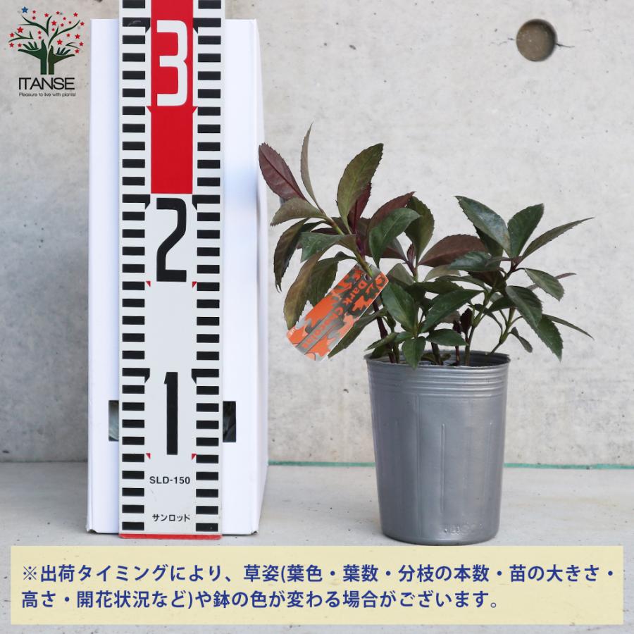 ITANSE 千両 ダークショコラ 庭木 花木 3号ポット 1個売り 庭木 植木 花木 観賞用 新生活 プレゼント 贈答 送料無料 イタンセ公式｜itanse｜02