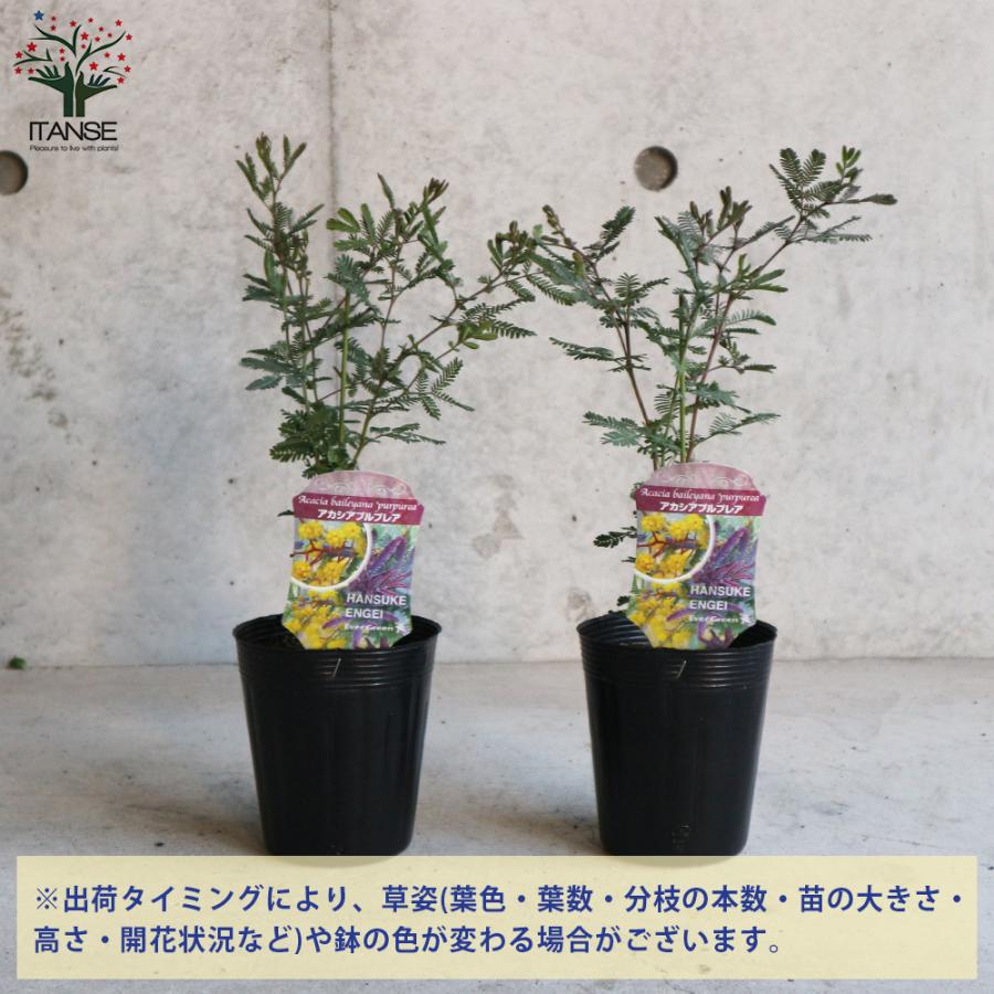 今年の新作から定番まで 観葉植物 アカシア ミモザ ３ ５号 １ポット