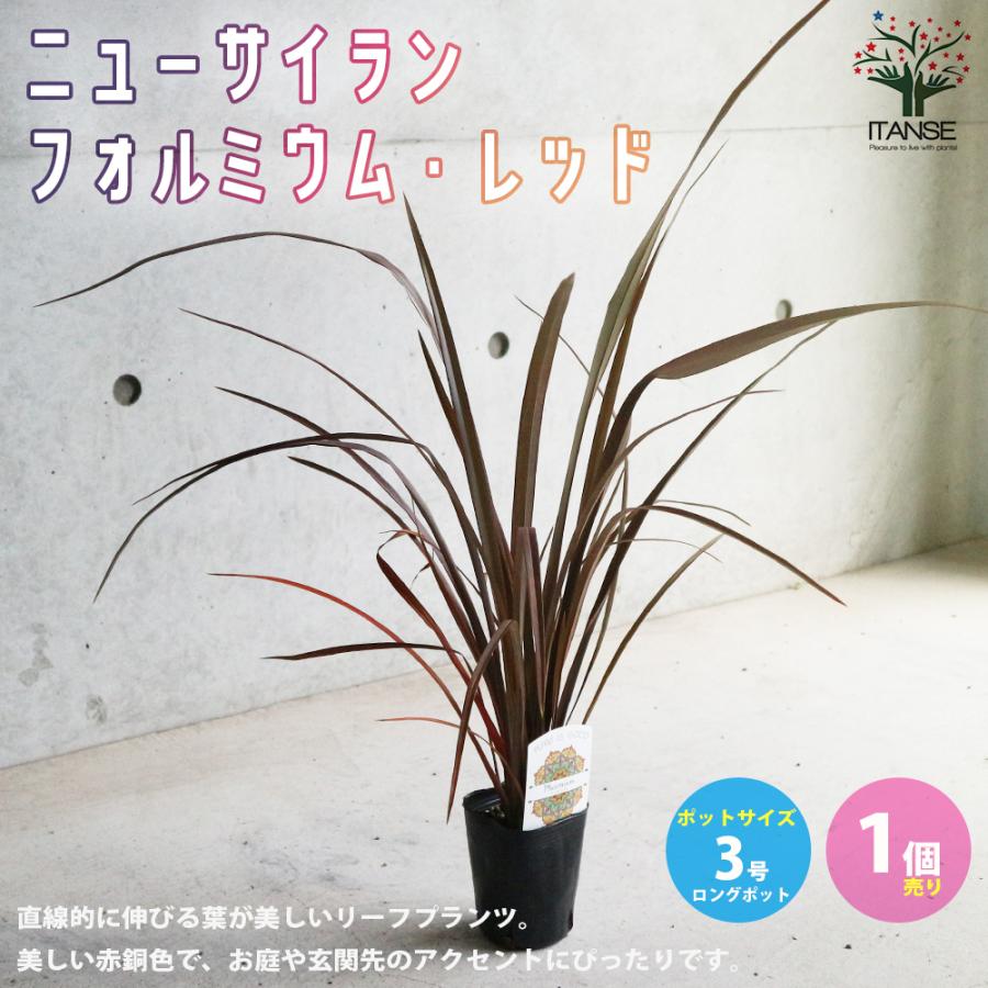 代引不可 ニューサイランの苗 フォルミウム レッド 入才蘭 多年草カラーリーフ オーナメンタルプランツ苗 3号ロングポット苗 1個売り 送料無料