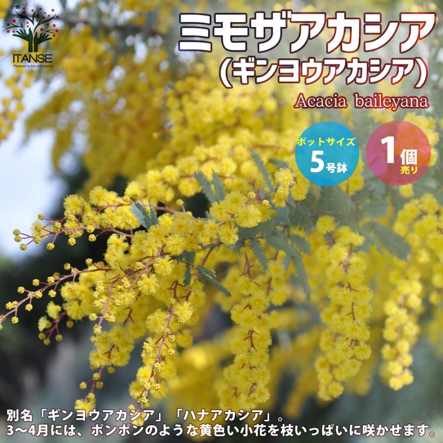 ミモザアカシア ギンヨウアカシア 庭木 花木苗 5号ポット苗 1個売り 植木 観賞用 新生活 プレゼント 贈答 送料無料 Han 野菜苗 植物 青果物販売のitanse 通販 Yahoo ショッピング