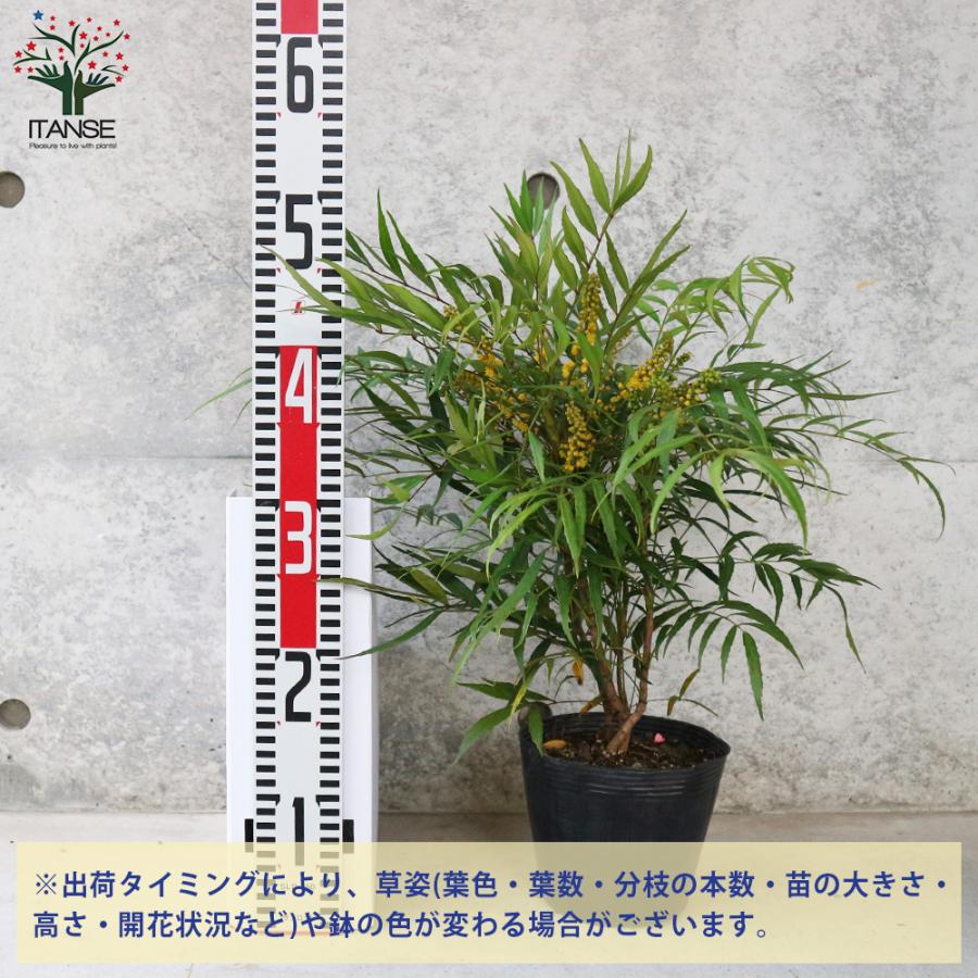 ITANSE マホニア コンフーサ 庭木 花木・常緑低木苗 5号ポット苗 1個