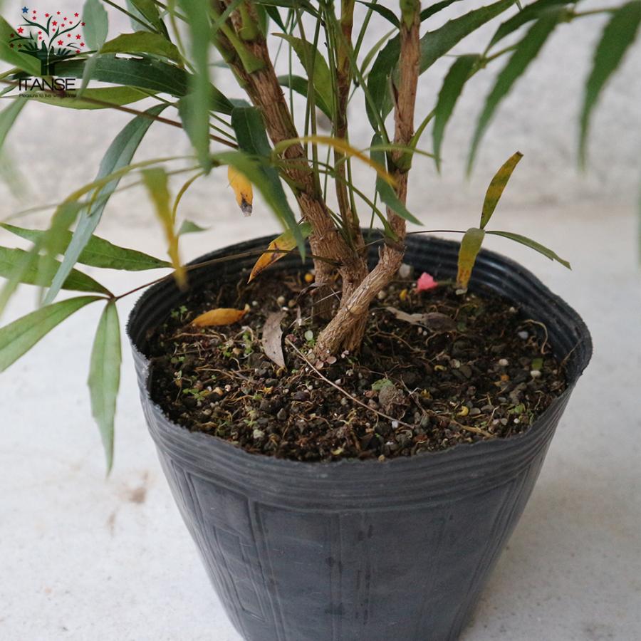 ITANSE マホニア コンフーサ 庭木 花木・常緑低木苗 5号ポット苗 1個