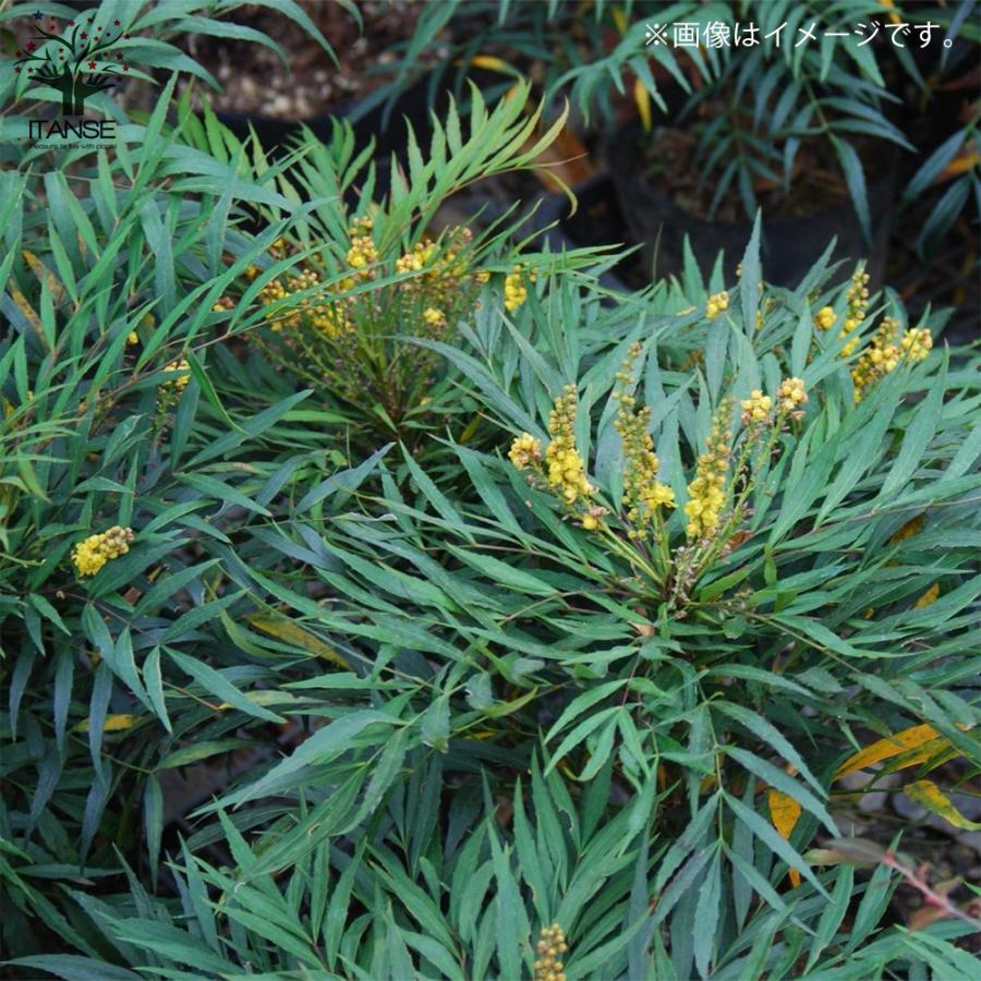 ITANSE マホニア コンフーサ 庭木 花木・常緑低木苗 5号ポット苗 1個売り 庭木 植木 花木 観賞用 プレゼント 贈答 送料無料 イタンセ公式｜itanse｜09