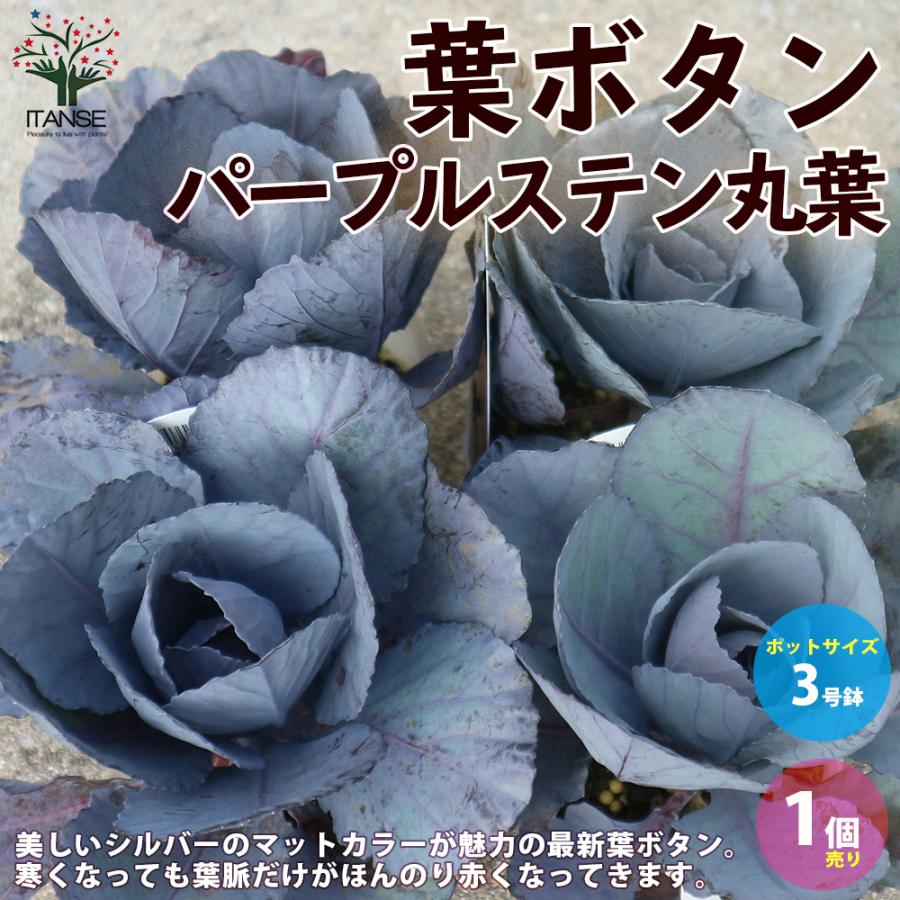葉ボタン パープルステン丸葉 神戸ジェンヌ 花苗 3号ポット苗 1個売り 花の苗 イングリッシュガーデン フラワーガーデン 送料無料 Han 野菜苗 植物 青果物販売のitanse 通販 Yahoo ショッピング