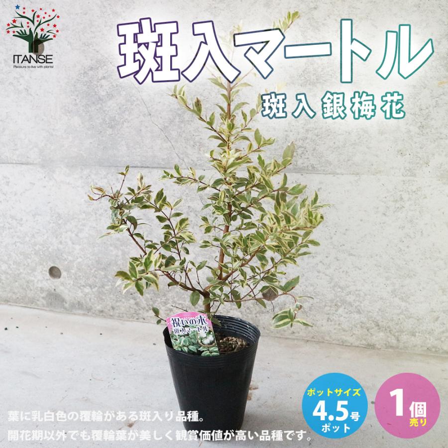 斑入マートル 斑入銀梅花 庭木 花木 常緑低木苗 4 5号ポット苗 1個売り 庭木 植木 花木 観賞用 新生活 プレゼント 贈答 送料無料 Han 野菜苗 植物 青果物販売のitanse 通販 Yahoo ショッピング