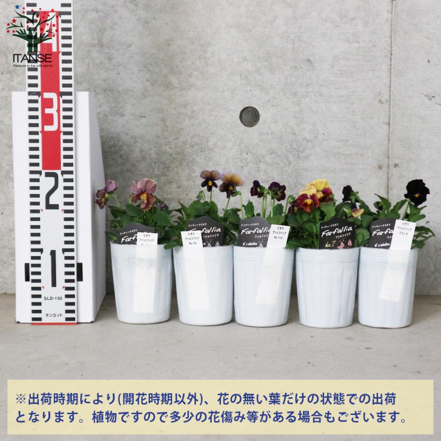ITANSE アンティークビオラ・ファルファリアシリーズ /色ミックス 花苗