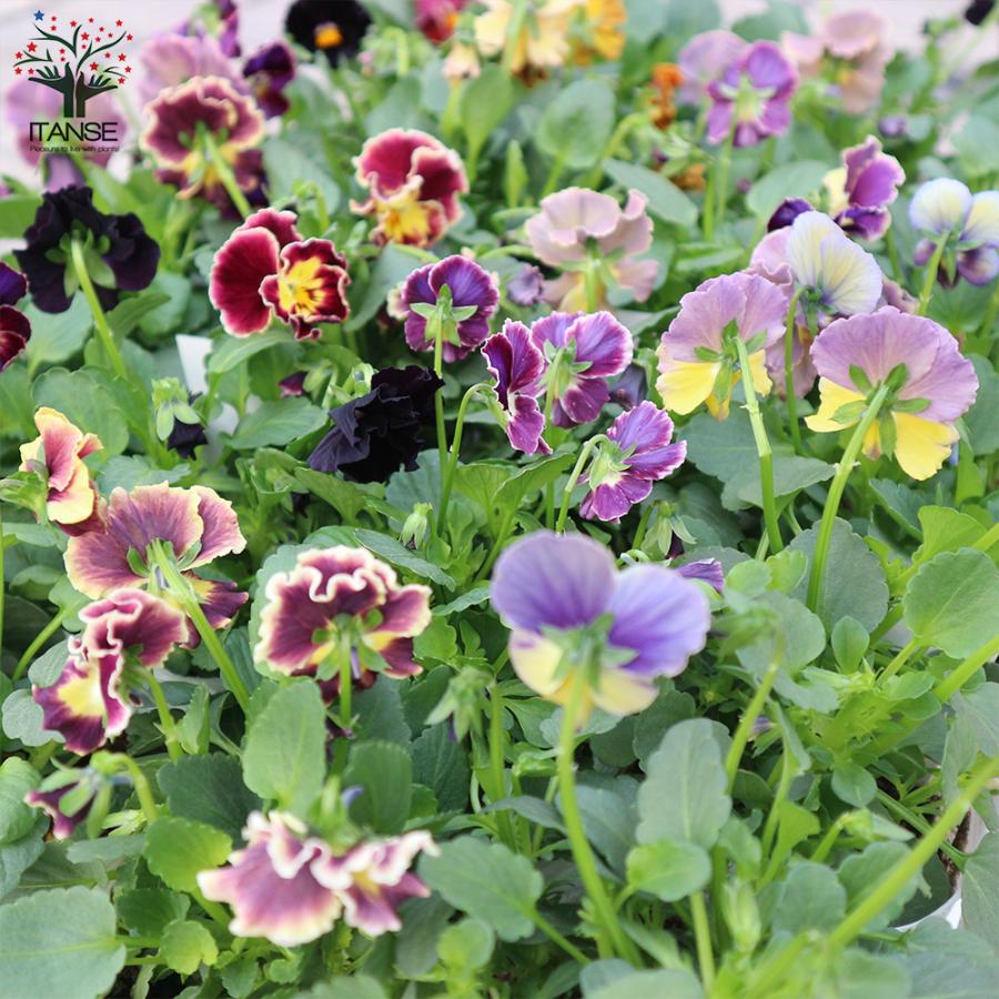 アンティークビオラ　３ポットセット　tayumaru様確認用です。 アンティークビオラ 3ポットセット tayumaru様確認用です。 園芸