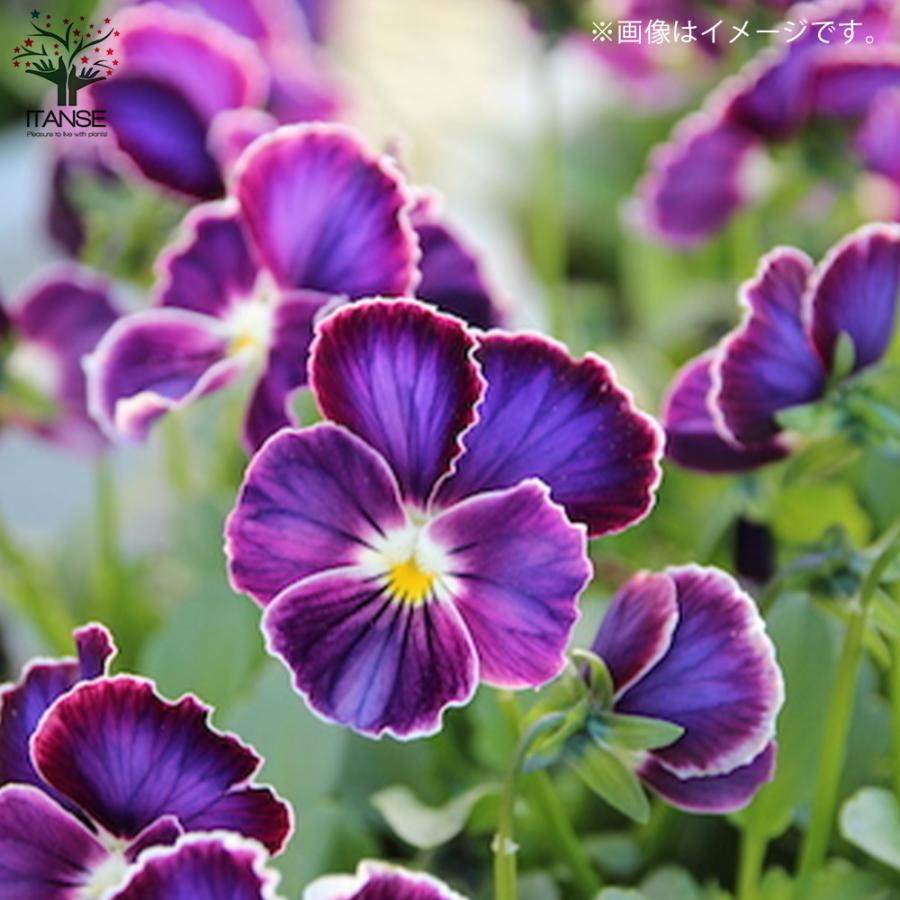 ITANSE アンティークビオラ・ファルファリアシリーズ /色ミックス 花苗