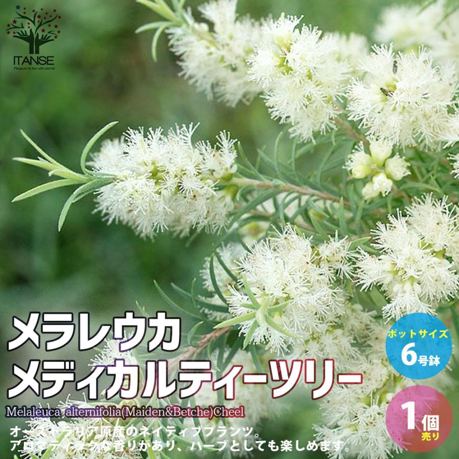 メラレウカ メディカルティーツリー 庭木 庭園樹木 ハーブ 6号 1個売り 庭木 植木 花木 観賞用 新生活 プレゼント 贈答 送料無料 Han 野菜苗 植物 青果物販売のitanse 通販 Yahoo ショッピング