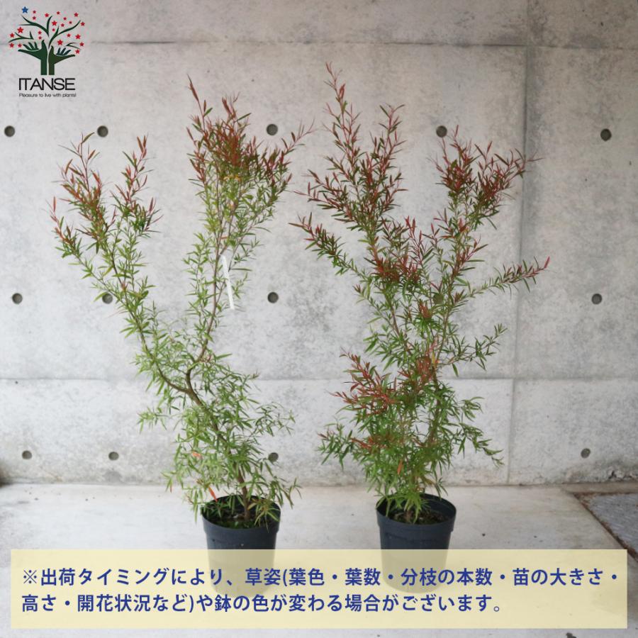 メラレウカ レモンティーツリー 庭木 庭園樹木 ハーブ 6号 1個売り 庭木 植木 花木 観賞用 新生活 プレゼント 贈答 送料無料 Han 野菜苗 植物 青果物販売のitanse 通販 Yahoo ショッピング