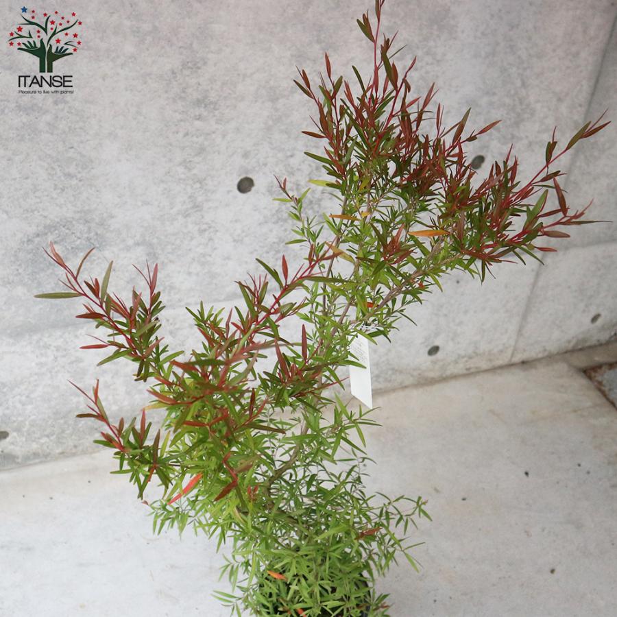 ITANSE メラレウカ・レモンティーツリー 庭木 庭園樹木・ハーブ 6号 1