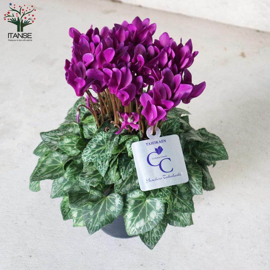 ITANSE ブルーシクラメン 江戸ノ青 (えどのあお) 5号 底面給水鉢 1個