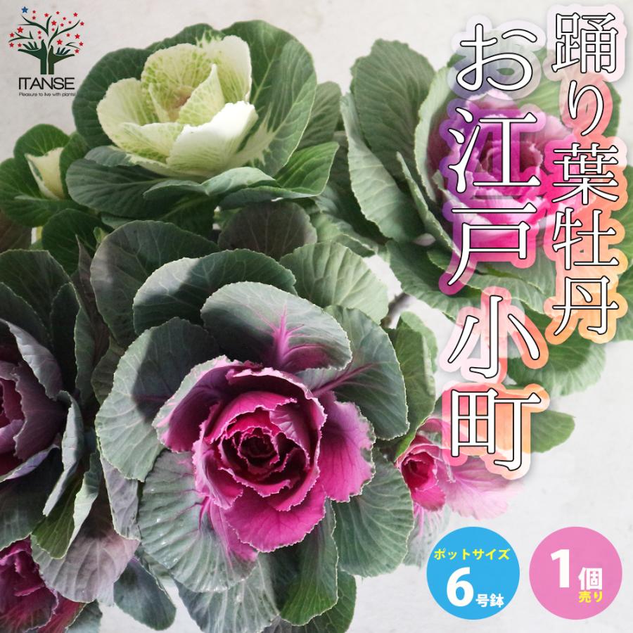 葉ボタン 踊り葉牡丹 お江戸小町 花苗 6号鉢大苗 1個売り 花苗 花の苗 イングリッシュガーデン フラワーガーデン 送料無料 Han 野菜苗 植物 青果物販売のitanse 通販 Yahoo ショッピング