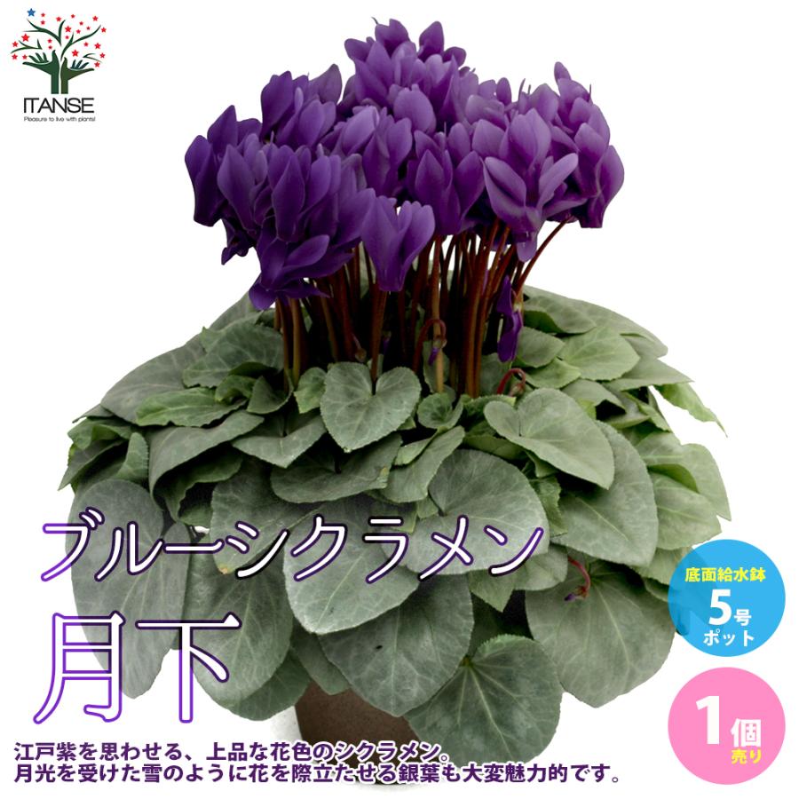 ITANSE シクラメン・月下 5号 底面給水鉢 1個売り 花苗 開花株