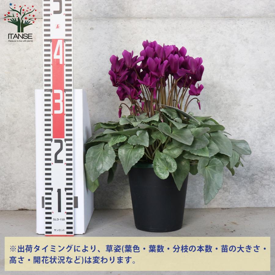 ITANSE シクラメン・月下 5号 底面給水鉢 1個売り 花苗 開花株
