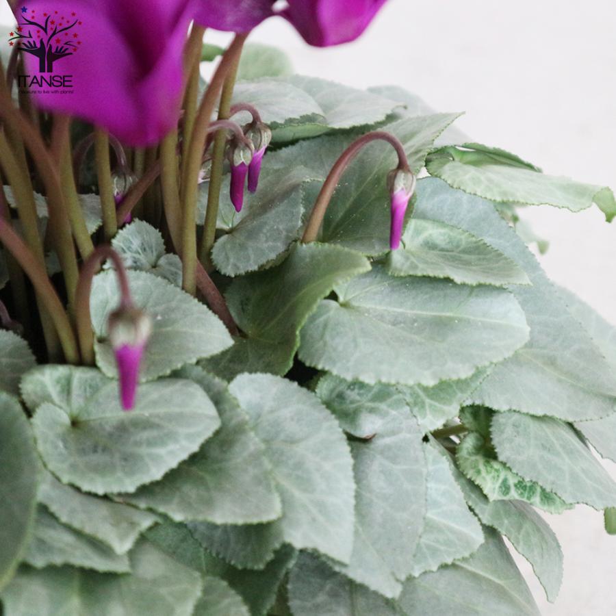 ITANSE シクラメン・月下 5号 底面給水鉢 1個売り 花苗 開花株