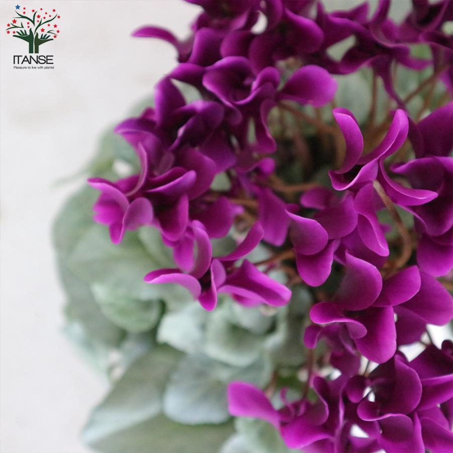 ITANSE シクラメン・月下 5号 底面給水鉢 1個売り 花苗 開花株