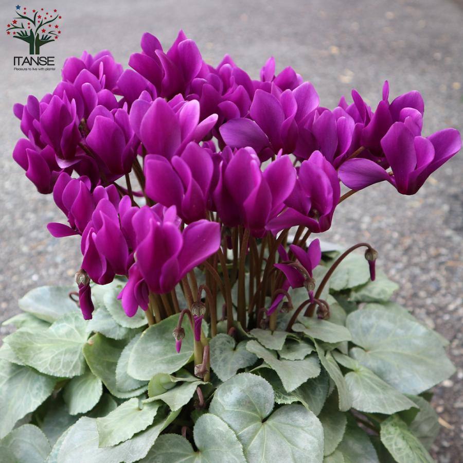 ITANSE シクラメン・月下 5号 底面給水鉢 1個売り 花苗 開花株