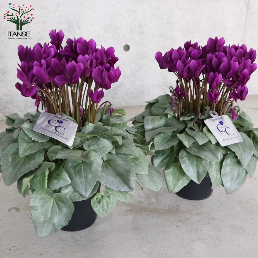 ITANSE シクラメン・月下 5号 底面給水鉢 1個売り 花苗 開花株