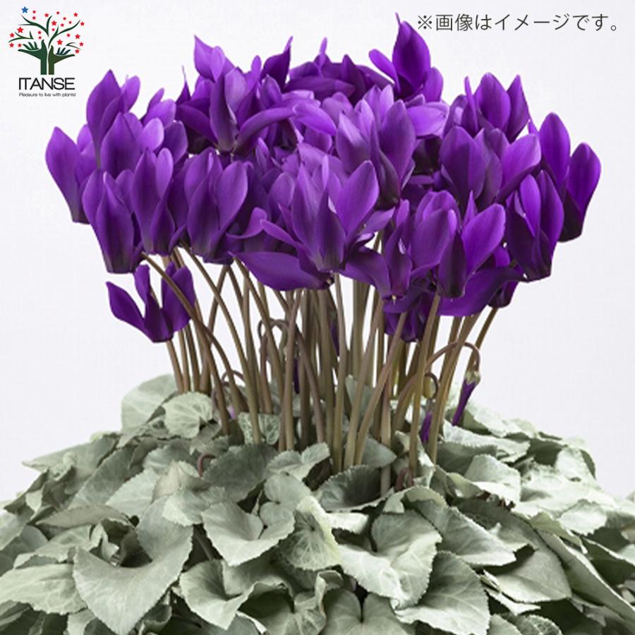 ITANSE シクラメン・月下 5号 底面給水鉢 1個売り 花苗 開花株