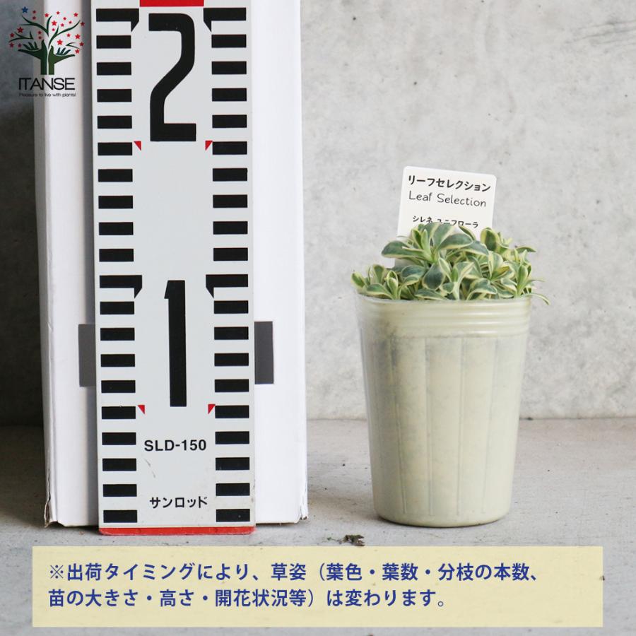 シレネ ユニフローラ 花苗 7 5cmポット苗 1個売り 花苗 花の苗 イングリッシュガーデン フラワーガーデン 送料無料 Han 野菜苗 植物 青果物販売のitanse 通販 Yahoo ショッピング