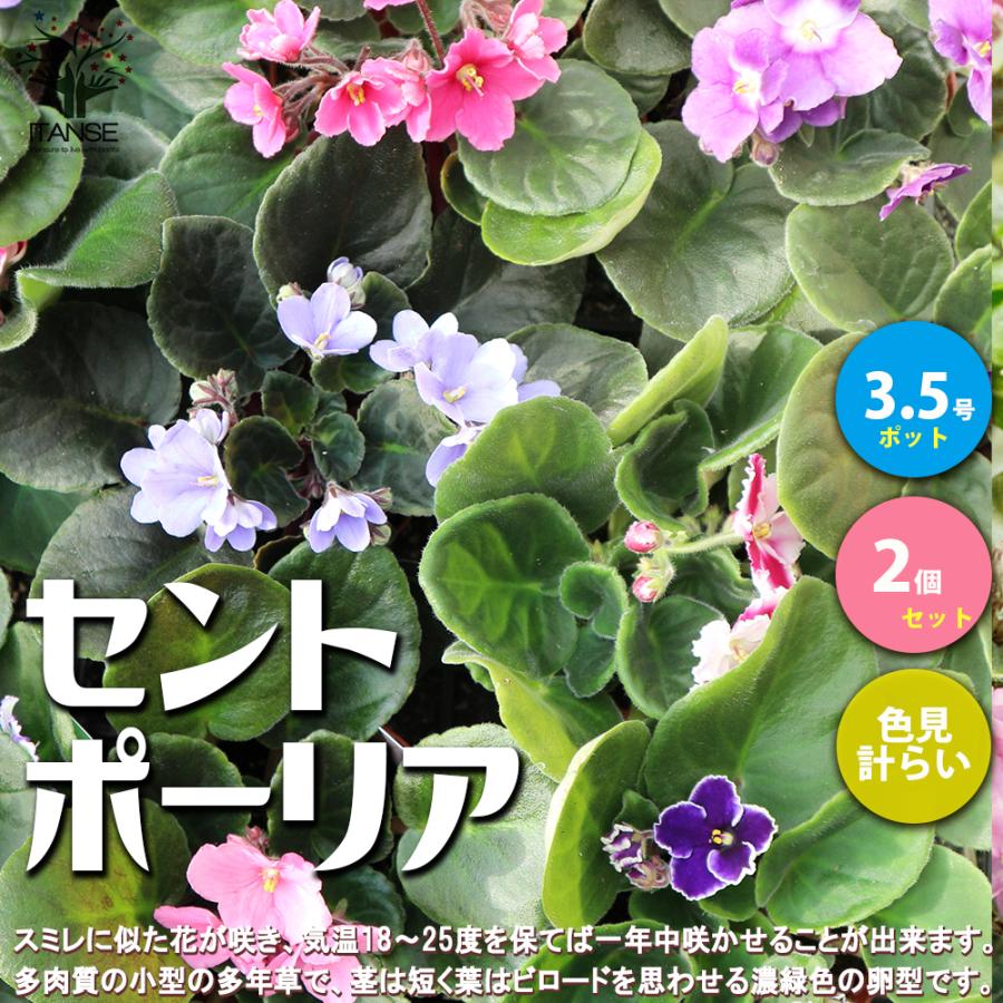 セントポーリア 色ミックス見計らい 花苗 3 5号ポット苗 お買い得2個セット花の苗 フラワーガーデン 送料無料 Han 野菜苗 植物 青果物販売のitanse 通販 Yahoo ショッピング