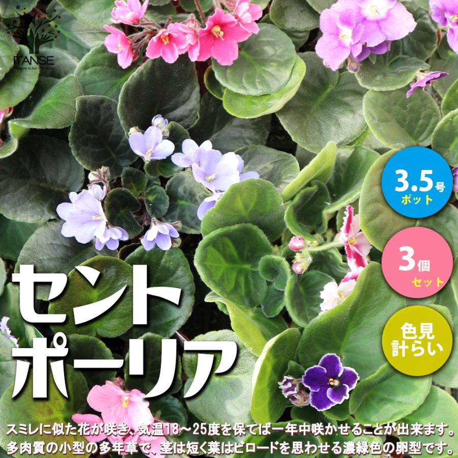 セントポーリア 色ミックス見計らい 花苗 3 5号ポット苗 お買い得3個セット 花の苗 フラワーガーデン 送料無料 Han 野菜苗 植物 青果物販売のitanse 通販 Yahoo ショッピング