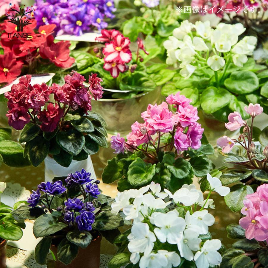 ITANSE セントポーリア 色ミックス見計らい 花苗 3.5号ポット苗