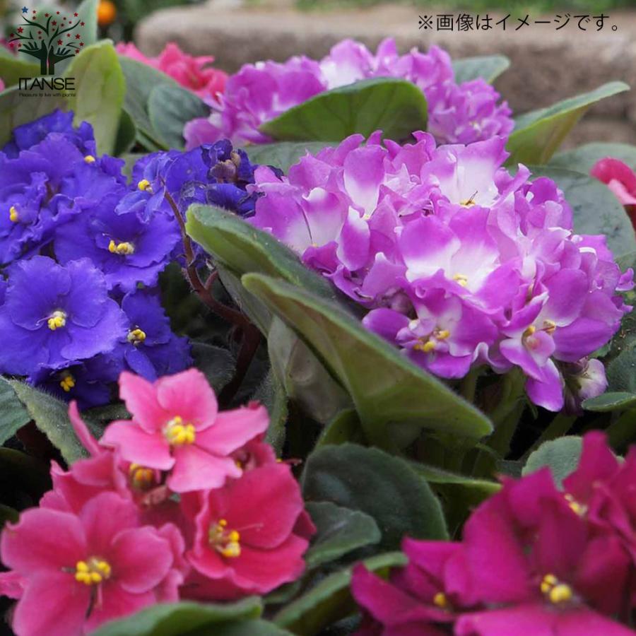 セントポーリア セントクリストファー ウェア（メンズ/ユニ） ]ボアライニング