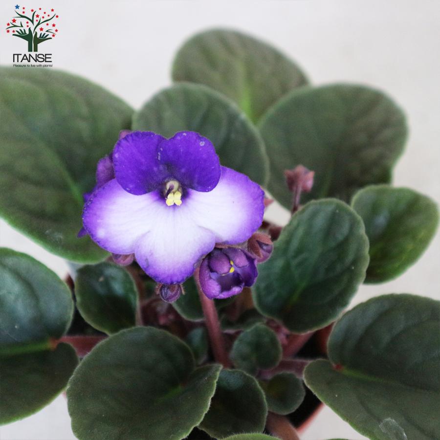 ITANSE セントポーリア 色ミックス見計らい 花苗 3.5号ポット苗