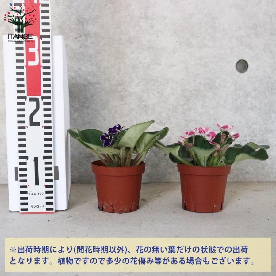 ITANSE セントポーリア 色ミックス見計らい 花苗 3.5号ポット苗