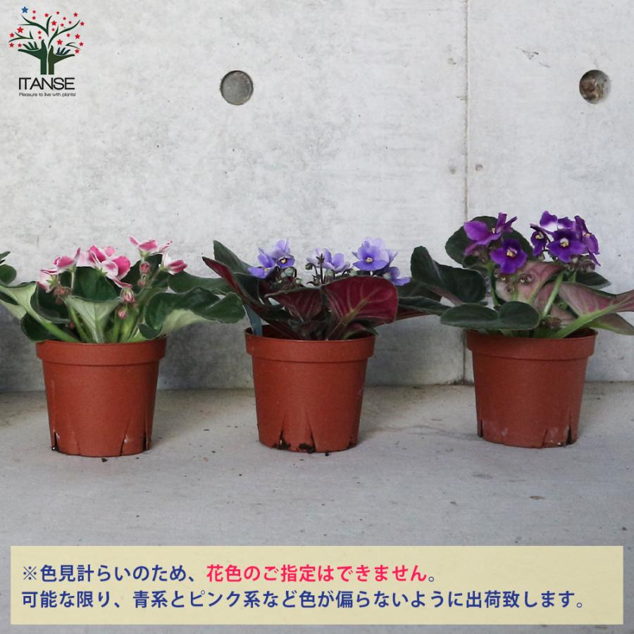 ITANSE セントポーリア 色ミックス見計らい 花苗 3.5号ポット苗
