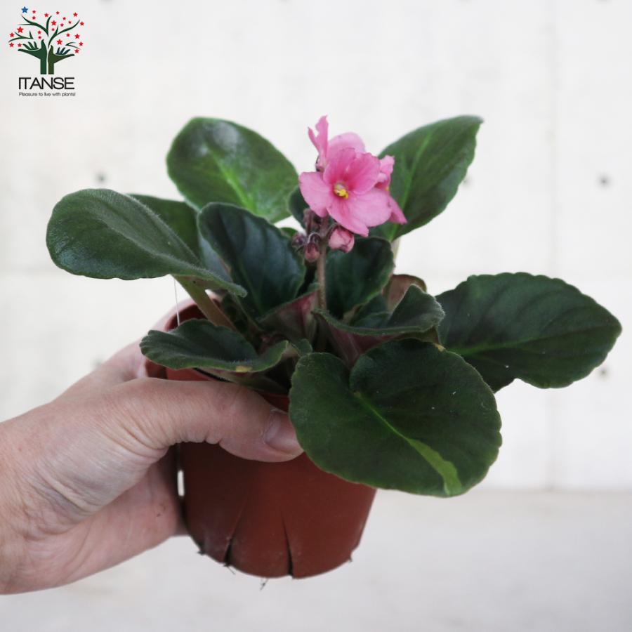 セントポーリア 色ミックス見計らい 花苗 3 5号ポット苗 お買い得6個セット 花の苗 フラワーガーデン 送料無料 Han 野菜苗 植物 青果物販売のitanse 通販 Yahoo ショッピング