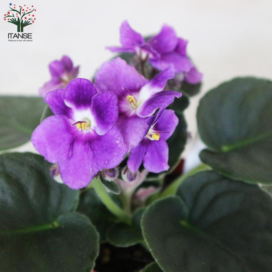 セントポーリア　Zaca's ette 開花株 縞花　希少品種 ITANSE セントポーリア 色ミックス見計らい 花苗 3.5号ポット苗
