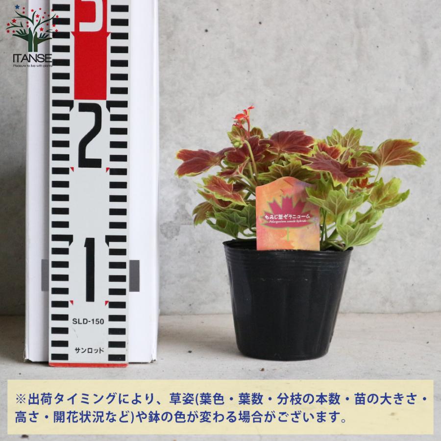 ITANSE もみじ葉ゼラニューム 花苗 3.5号ポット苗 1個売り 花の苗